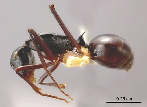 Polyrhachis zimmerae specimen
