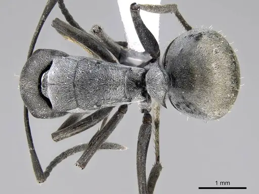 Polyrhachis zopyra specimen