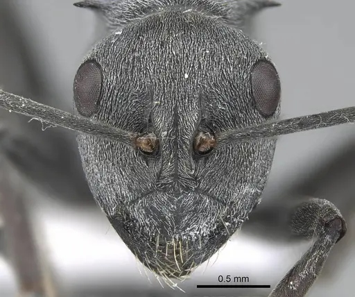 Polyrhachis zopyra specimen