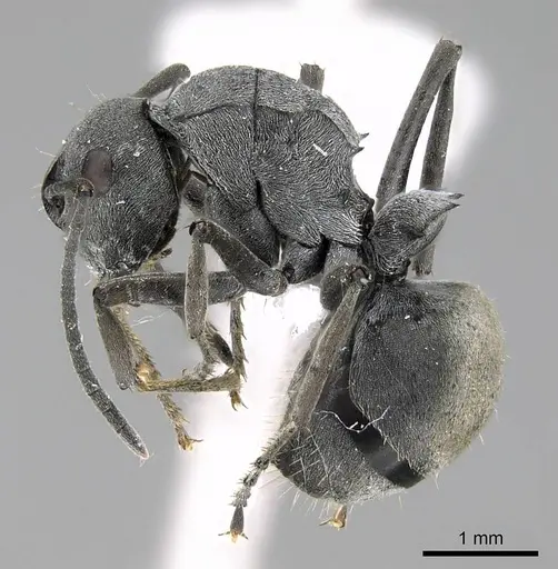 Polyrhachis zopyra specimen