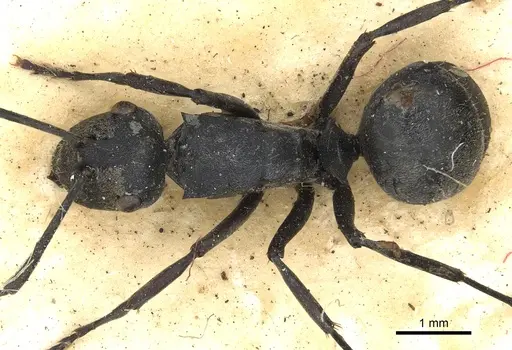 Polyrhachis zopyra - CASENT0901875
