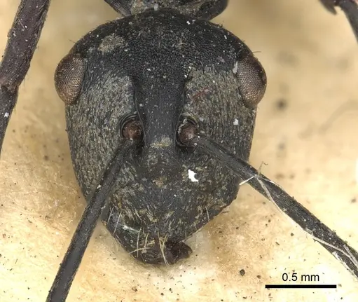 Polyrhachis zopyra - CASENT0901875