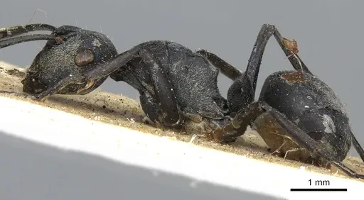 Polyrhachis zopyra - CASENT0901875