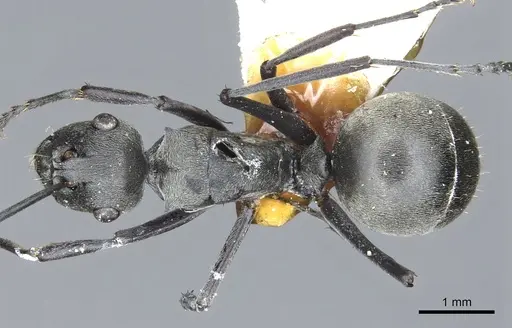 Polyrhachis zopyra - CASENT0903432