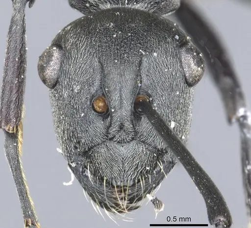 Polyrhachis zopyra - CASENT0903432