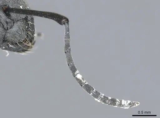 Polyrhachis zopyra - CASENT0903432