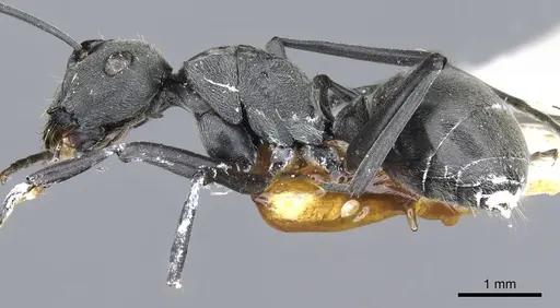Polyrhachis zopyra - CASENT0903432