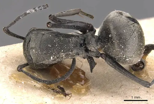 Polyrhachis zopyra - CASENT0905572