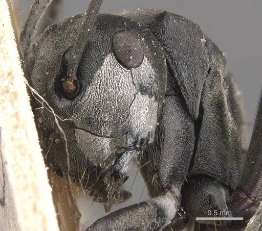 Polyrhachis zopyra - CASENT0905572