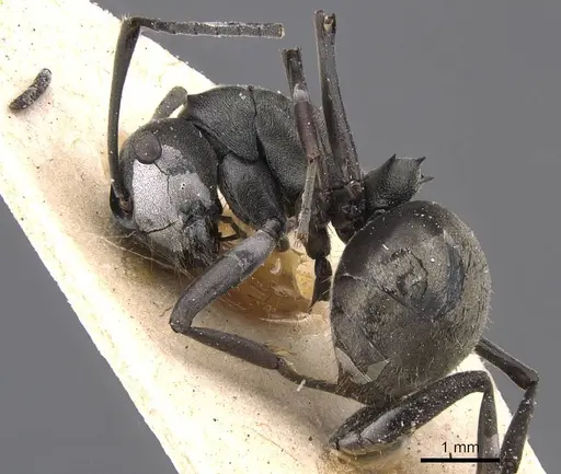 Polyrhachis zopyra - CASENT0905572