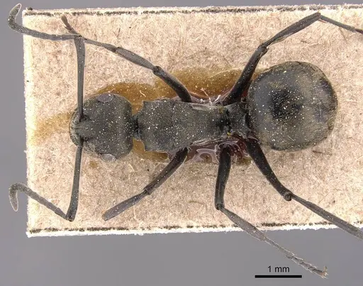 Polyrhachis zopyra - CASENT0905813