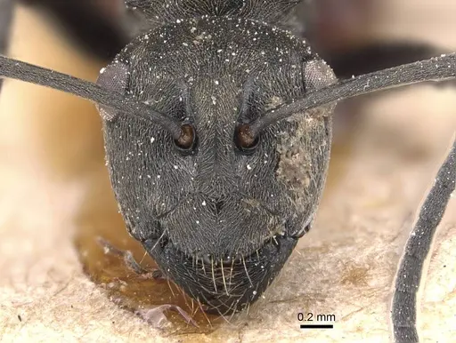 Polyrhachis zopyra - CASENT0905813