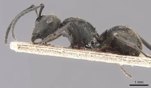 Polyrhachis zopyra - CASENT0905813