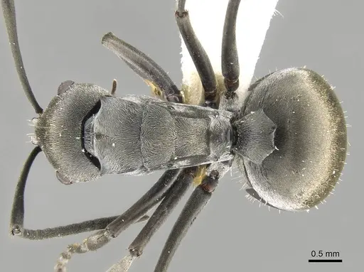 Polyrhachis zopyra - CASENT0906798