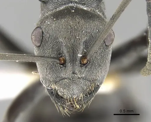 Polyrhachis zopyra - CASENT0906798