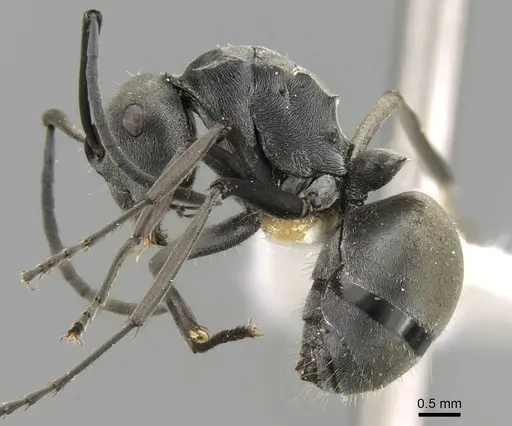 Polyrhachis zopyra - CASENT0906798