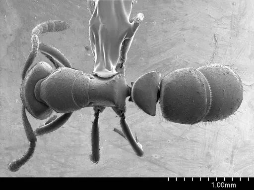 Ponera alpha specimen