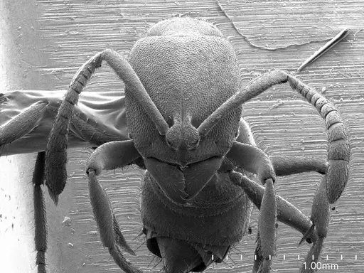 Ponera alpha specimen