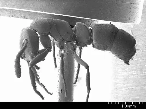 Ponera alpha specimen