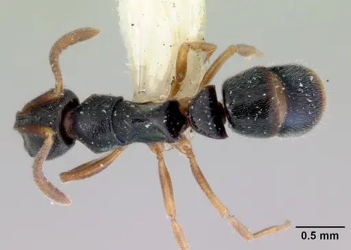 Ponera alpha - CASENT0172423