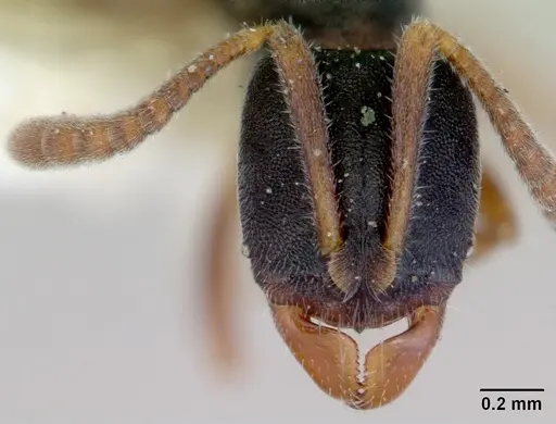 Ponera alpha - CASENT0172423