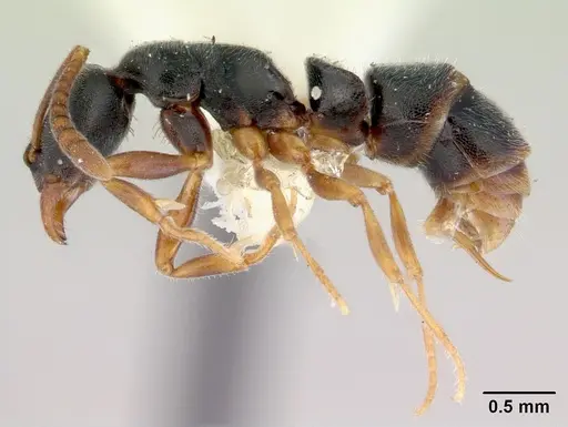 Ponera alpha - CASENT0172423