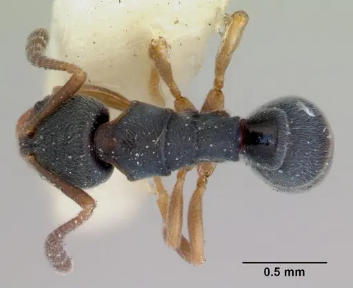 Ponera augusta specimen
