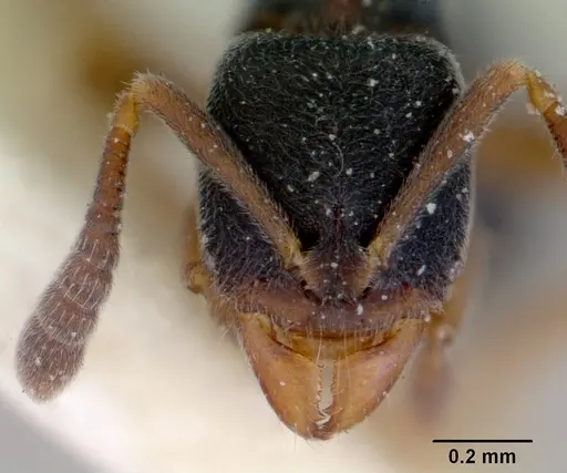 Ponera augusta specimen