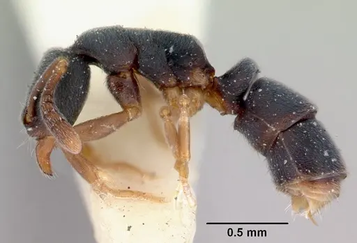 Ponera augusta specimen