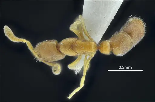 Ponera baka specimen