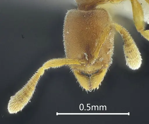 Ponera baka specimen