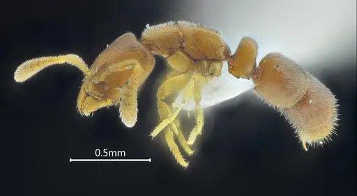 Ponera baka specimen