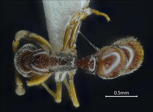 Ponera bawana specimen