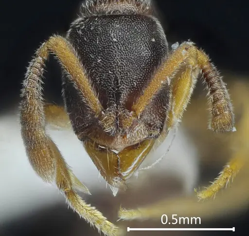 Ponera bawana specimen