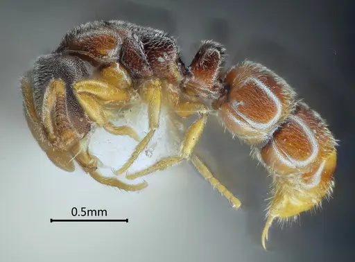 Ponera bawana specimen