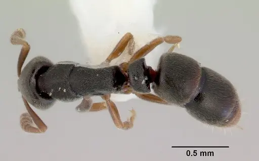 Ponera clavicornis specimen