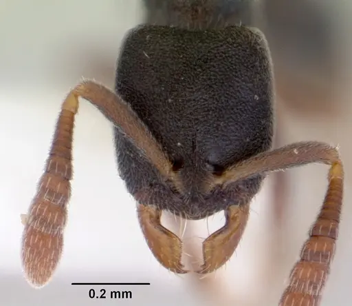 Ponera clavicornis specimen
