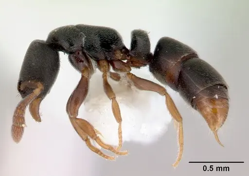 Ponera clavicornis specimen