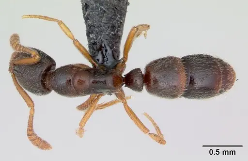 Ponera coarctata specimen