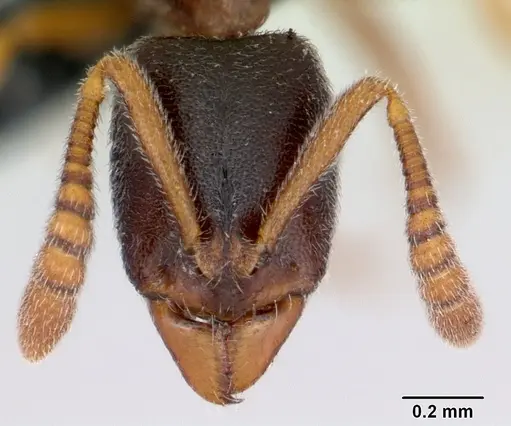 Ponera coarctata specimen