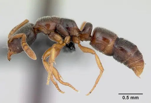 Ponera coarctata specimen