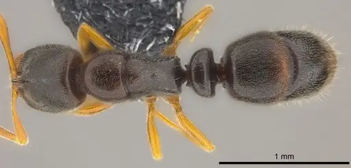 Ponera colaensis specimen