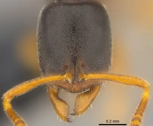 Ponera colaensis specimen