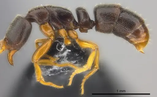Ponera colaensis specimen