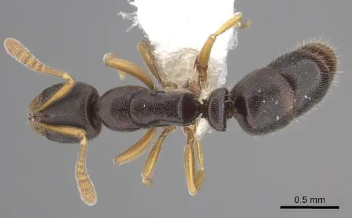 Ponera colaensis - CASENT0249221