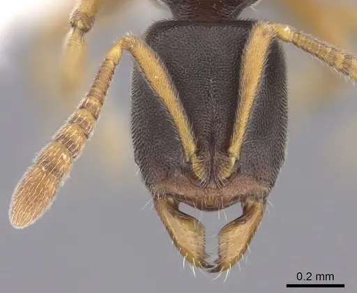 Ponera colaensis - CASENT0249221