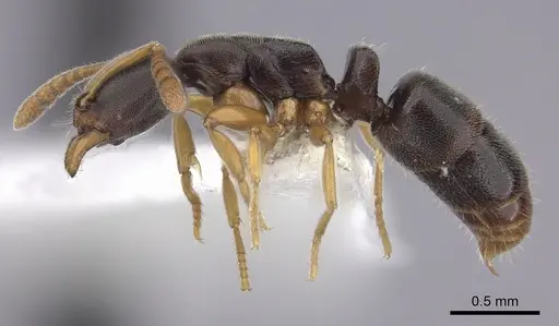 Ponera colaensis - CASENT0249221