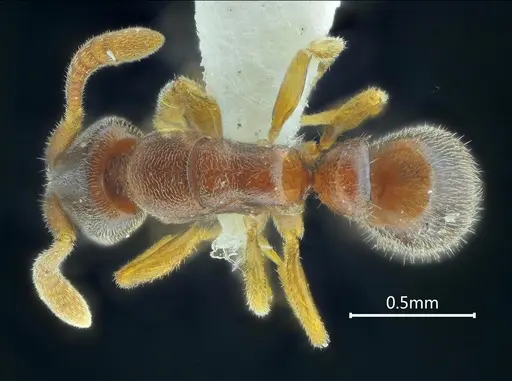 Ponera diodonta specimen