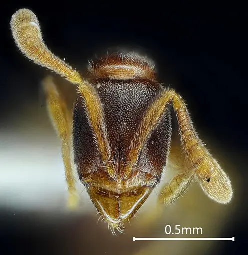 Ponera diodonta specimen