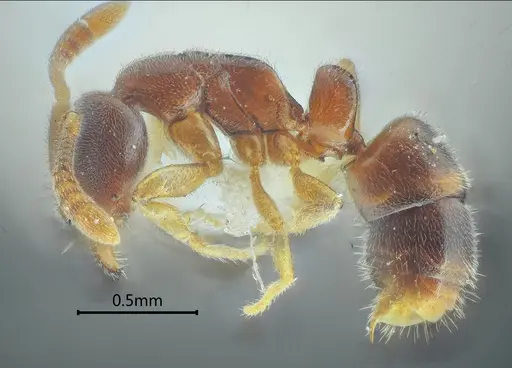 Ponera diodonta specimen